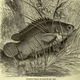 Illustration for article titled Fish that can survive out of water for 7 hours jumps down boys throat, gets stuck there for 14